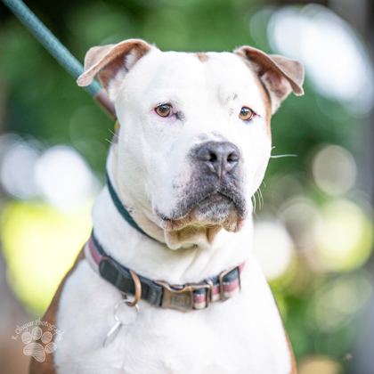 King, an adoptable Pit Bull Terrier, Mixed Breed in Honolulu, HI, 96826 | Photo Image 3