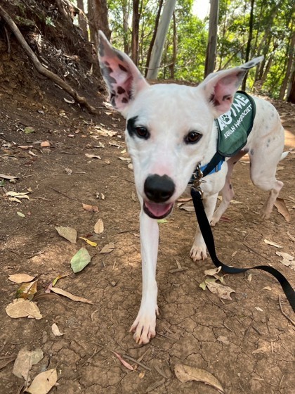 Artie, an adoptable Terrier, Mixed Breed in Honolulu, HI, 96826 | Photo Image 2