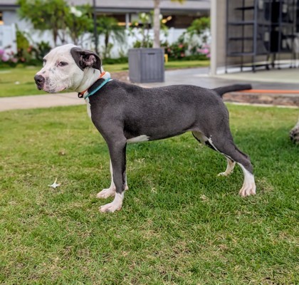 Bonnie, an adoptable Pit Bull Terrier, Mixed Breed in Honolulu, HI, 96826 | Photo Image 1