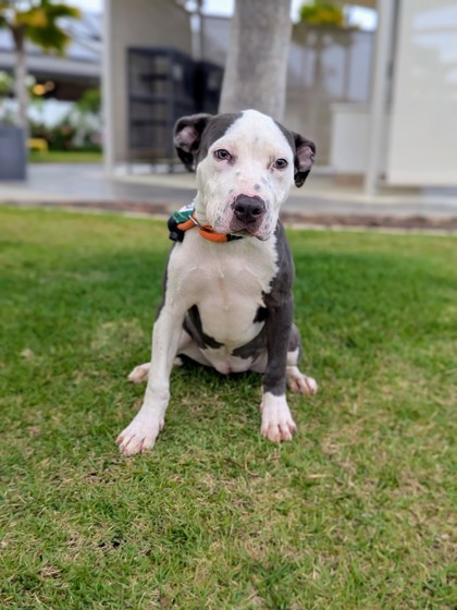 Bonnie, an adoptable Pit Bull Terrier, Mixed Breed in Honolulu, HI, 96826 | Photo Image 2