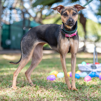 Bell, an adoptable Terrier, Mixed Breed in Honolulu, HI, 96826 | Photo Image 1