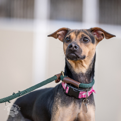 Bell, an adoptable Terrier, Mixed Breed in Honolulu, HI, 96826 | Photo Image 2
