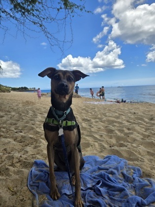 Bell, an adoptable Terrier, Mixed Breed in Honolulu, HI, 96826 | Photo Image 3