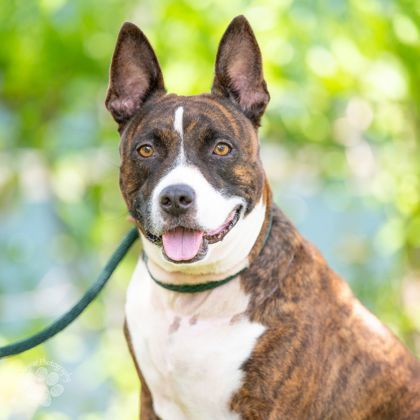 Trixie, an adoptable Mixed Breed in Honolulu, HI, 96826 | Photo Image 1