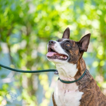 Trixie, an adoptable Mixed Breed in Honolulu, HI, 96826 | Photo Image 2