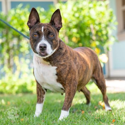 Trixie, an adoptable Mixed Breed in Honolulu, HI, 96826 | Photo Image 3
