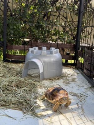 Tinkerbell, Young Male Turtle