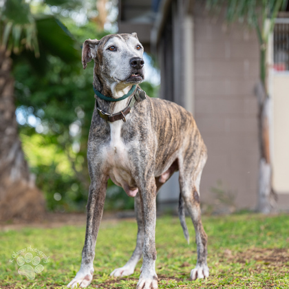 Brigsby, an adoptable Whippet, Mixed Breed in Honolulu, HI, 96826 | Photo Image 1