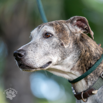 Brigsby, an adoptable Whippet, Mixed Breed in Honolulu, HI, 96826 | Photo Image 2