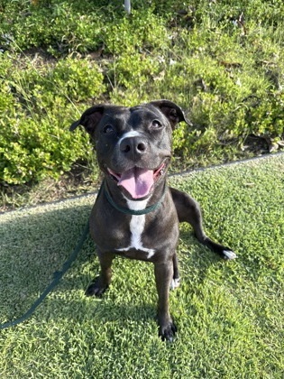 Ember, an adoptable Pit Bull Terrier, Mixed Breed in Honolulu, HI, 96826 | Photo Image 1
