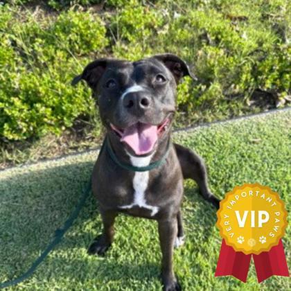 Ember, an adoptable Pit Bull Terrier, Mixed Breed in Honolulu, HI, 96826 | Photo Image 1