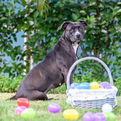 Ember, an adoptable Pit Bull Terrier, Mixed Breed in Honolulu, HI, 96826 | Photo Image 2