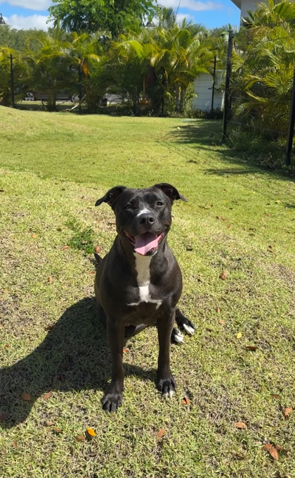 Ember, an adoptable Pit Bull Terrier, Mixed Breed in Honolulu, HI, 96826 | Photo Image 3