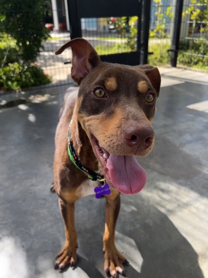 Spyro, an adoptable Mixed Breed in Honolulu, HI, 96826 | Photo Image 1