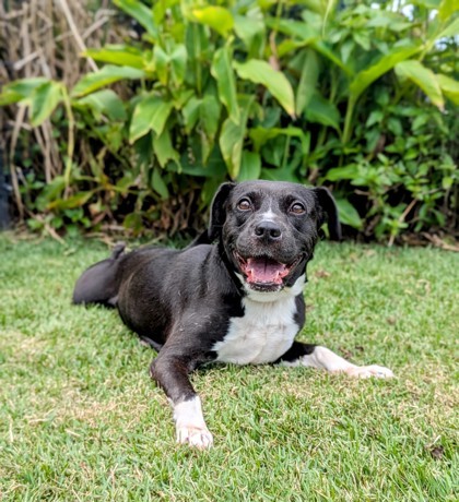 Lynx, an adoptable Labrador Retriever, Border Collie in Honolulu, HI, 96826 | Photo Image 1