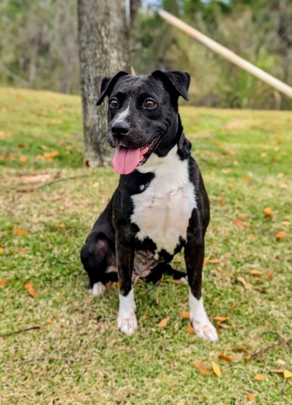 Lynx, an adoptable Labrador Retriever, Border Collie in Honolulu, HI, 96826 | Photo Image 2