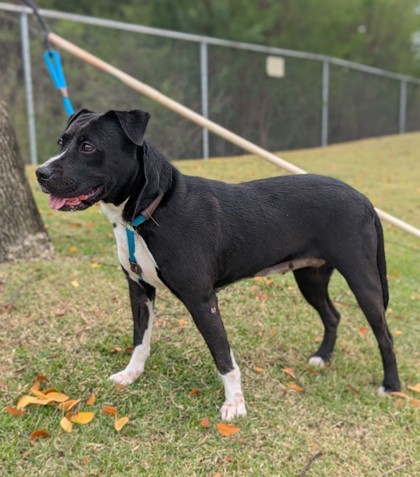 Lynx, an adoptable Labrador Retriever, Border Collie in Honolulu, HI, 96826 | Photo Image 3
