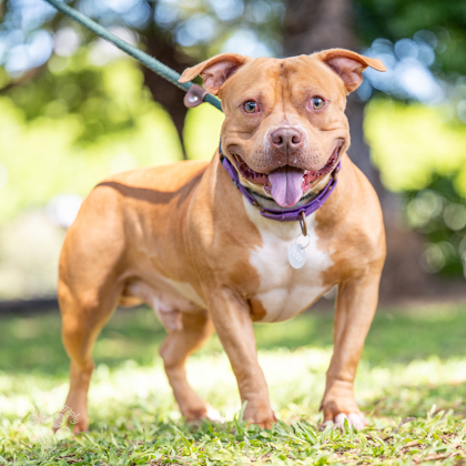 Pepe, an adoptable Pit Bull Terrier, Mixed Breed in Honolulu, HI, 96826 | Photo Image 1
