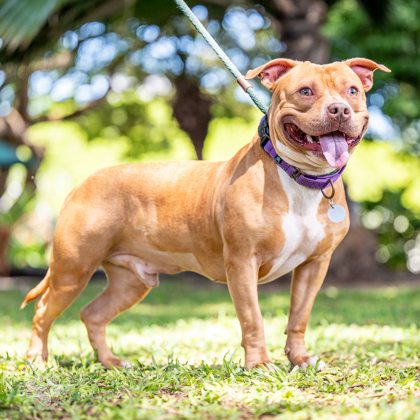 Pepe, an adoptable Pit Bull Terrier, Mixed Breed in Honolulu, HI, 96826 | Photo Image 2