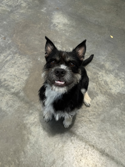 Simon, an adoptable Terrier, Mixed Breed in Honolulu, HI, 96826 | Photo Image 1