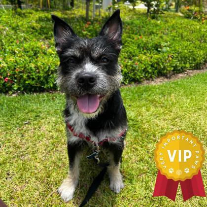 Saimin, an adoptable Terrier, Mixed Breed in Honolulu, HI, 96826 | Photo Image 1