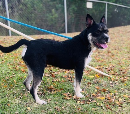 Simon, an adoptable Terrier, Mixed Breed in Honolulu, HI, 96826 | Photo Image 2