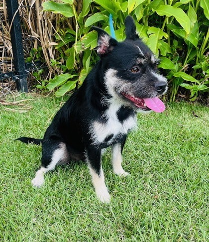 Simon, an adoptable Terrier, Mixed Breed in Honolulu, HI, 96826 | Photo Image 3