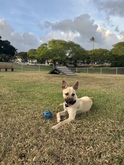Biscuit, an adoptable Mixed Breed in Honolulu, HI, 96826 | Photo Image 2
