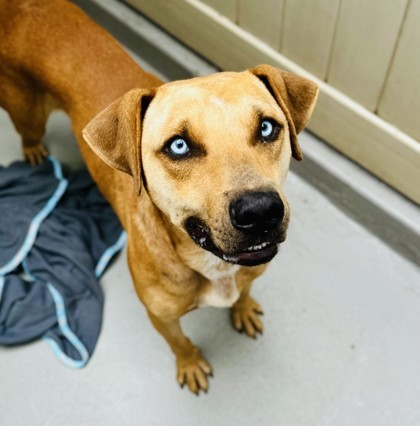 Gojo, an adoptable Terrier, Mixed Breed in Honolulu, HI, 96826 | Photo Image 1
