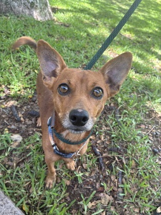 Aaron Blake, an adoptable Chihuahua, Mixed Breed in Honolulu, HI, 96826 | Photo Image 1