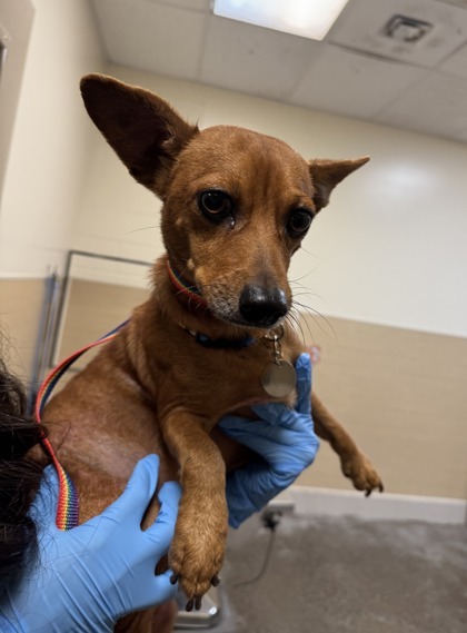 Aaron Blake, an adoptable Chihuahua, Mixed Breed in Honolulu, HI, 96826 | Photo Image 2
