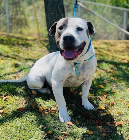 Damon, an adoptable Pit Bull Terrier, Mixed Breed in Honolulu, HI, 96826 | Photo Image 1