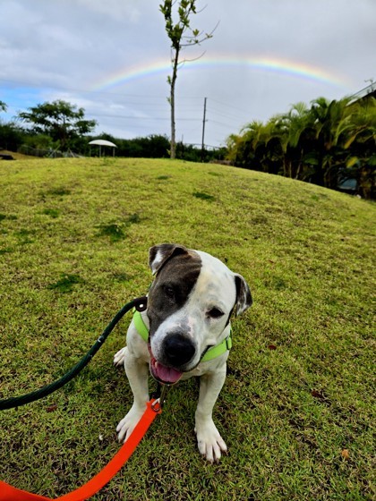 Damon, an adoptable Pit Bull Terrier, Mixed Breed in Honolulu, HI, 96826 | Photo Image 2
