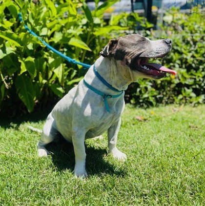 Damon, an adoptable Pit Bull Terrier, Mixed Breed in Honolulu, HI, 96826 | Photo Image 3