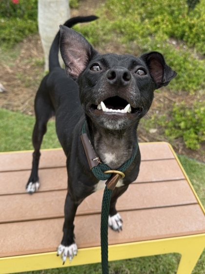 Chuck, an adoptable Miniature Pinscher, Mixed Breed in Honolulu, HI, 96826 | Photo Image 1