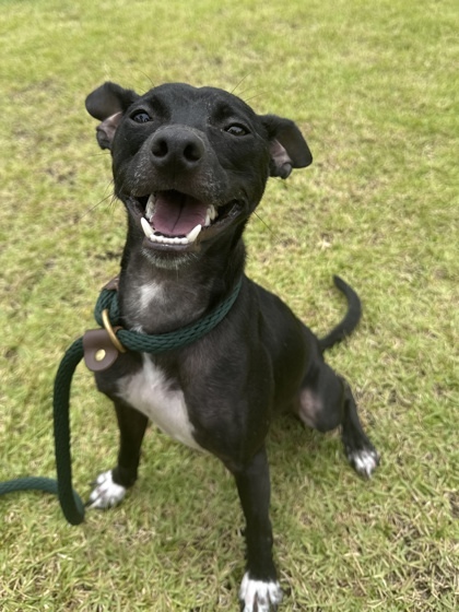 Chuck, an adoptable Miniature Pinscher, Mixed Breed in Honolulu, HI, 96826 | Photo Image 2