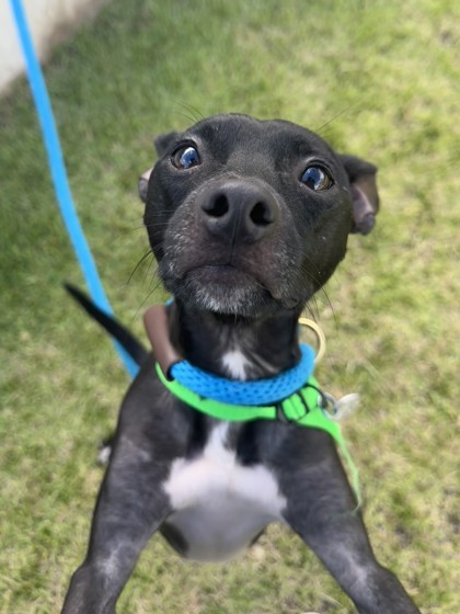 Chuck, an adoptable Miniature Pinscher, Mixed Breed in Honolulu, HI, 96826 | Photo Image 3