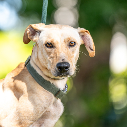 Becky, an adoptable Hound, Mixed Breed in Honolulu, HI, 96826 | Photo Image 1