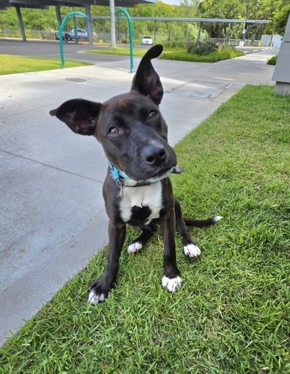 Muffin, an adoptable Basenji, Mixed Breed in Honolulu, HI, 96826 | Photo Image 1