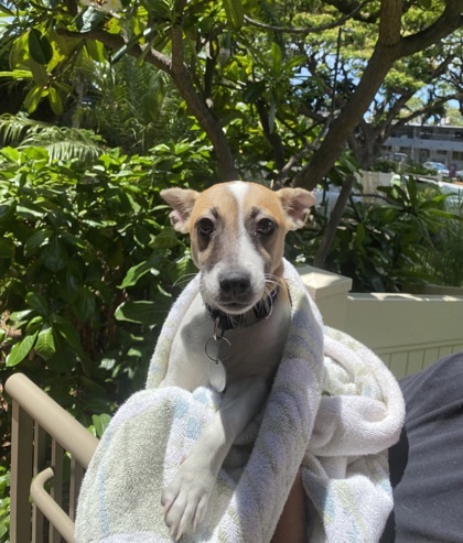 Conrad, an adoptable Terrier, Mixed Breed in Honolulu, HI, 96826 | Photo Image 1