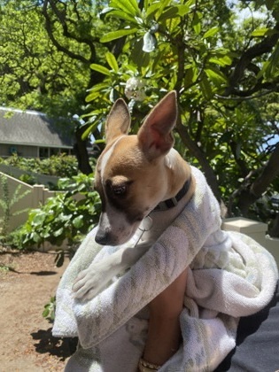 Conrad, an adoptable Terrier, Mixed Breed in Honolulu, HI, 96826 | Photo Image 2