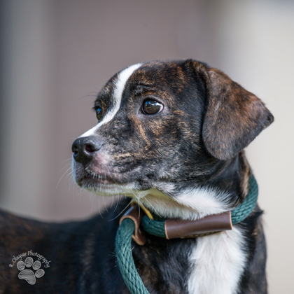 Cookie, an adoptable Mixed Breed in Honolulu, HI, 96826 | Photo Image 1