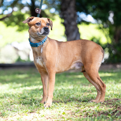 Bruno, an adoptable Mixed Breed in Honolulu, HI, 96826 | Photo Image 1