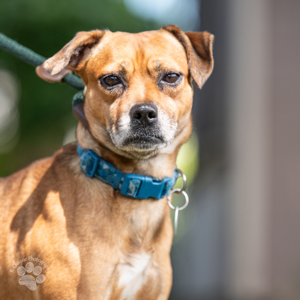 Bruno, an adoptable Mixed Breed in Honolulu, HI, 96826 | Photo Image 2