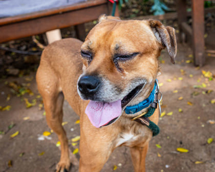 Bruno, an adoptable Mixed Breed in Honolulu, HI, 96826 | Photo Image 3