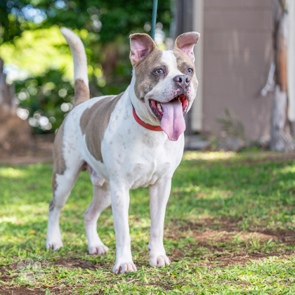 Kai, an adoptable Pit Bull Terrier, Mixed Breed in Honolulu, HI, 96826 | Photo Image 1