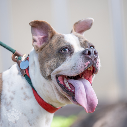 Kai, an adoptable Pit Bull Terrier, Mixed Breed in Honolulu, HI, 96826 | Photo Image 2