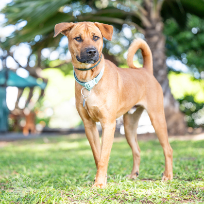 FernGully, an adoptable Black Mouth Cur, Mixed Breed in Honolulu, HI, 96826 | Photo Image 1