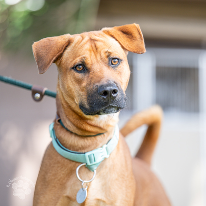 FernGully, an adoptable Black Mouth Cur, Mixed Breed in Honolulu, HI, 96826 | Photo Image 2