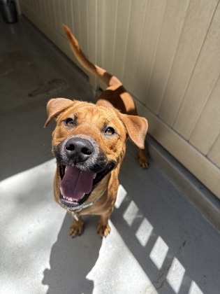 FernGully, an adoptable Black Mouth Cur, Mixed Breed in Honolulu, HI, 96826 | Photo Image 3
